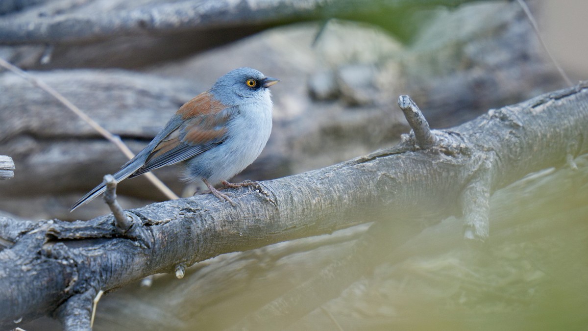 Yellow-eyed Junco - ML635088065
