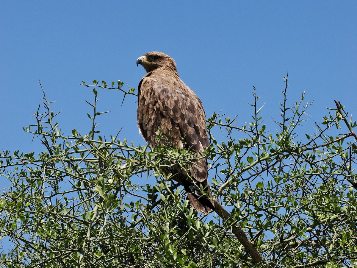 Tawny Eagle - ML635088068