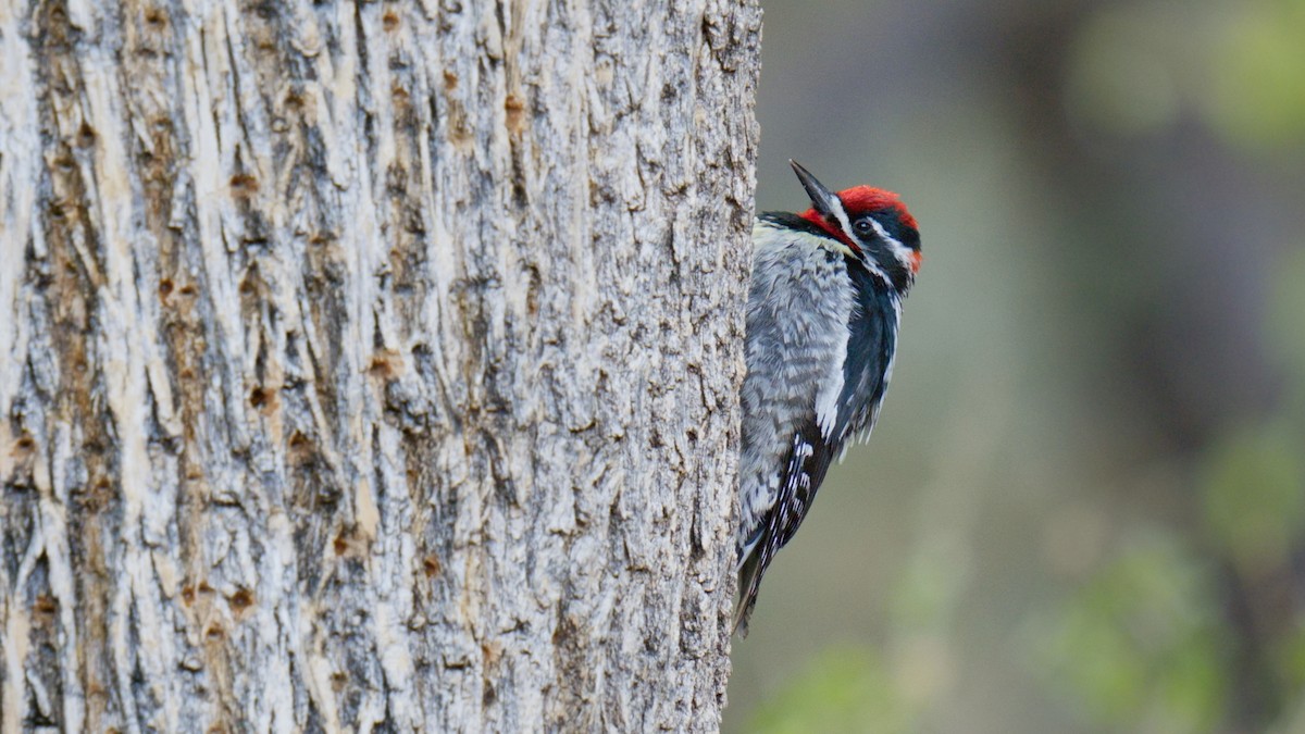 Red-naped Sapsucker - ML635088070