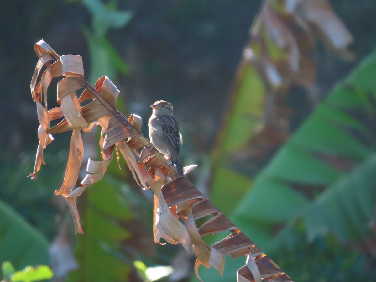 House Sparrow - ML635088099