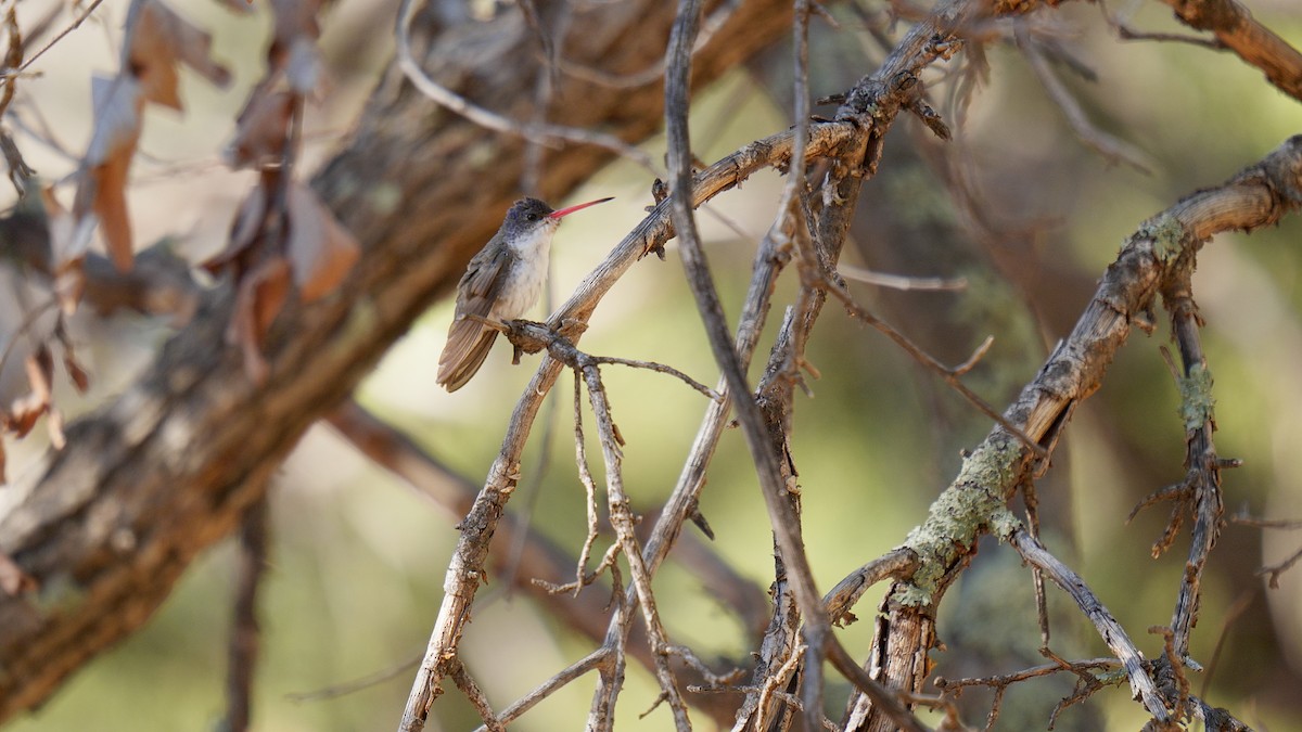 Violet-crowned Hummingbird - ML635088101