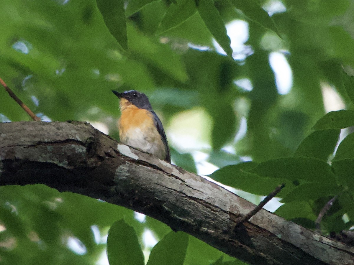 Javan Blue Flycatcher - ML635088114