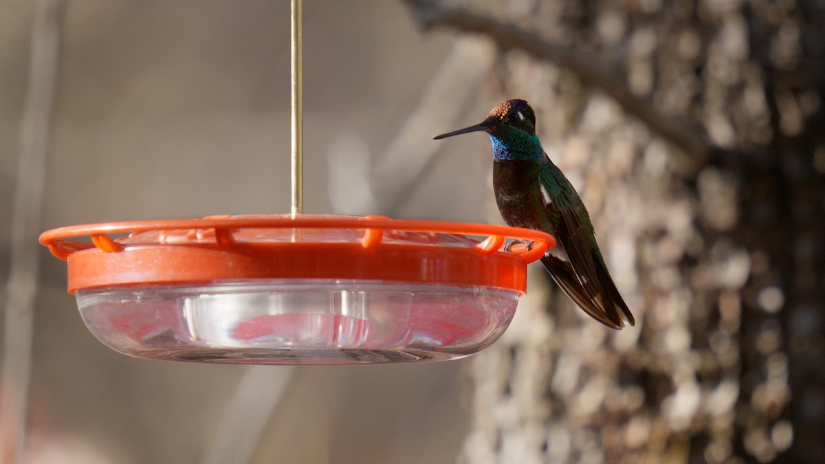 Rivoli's Hummingbird - ML635088117