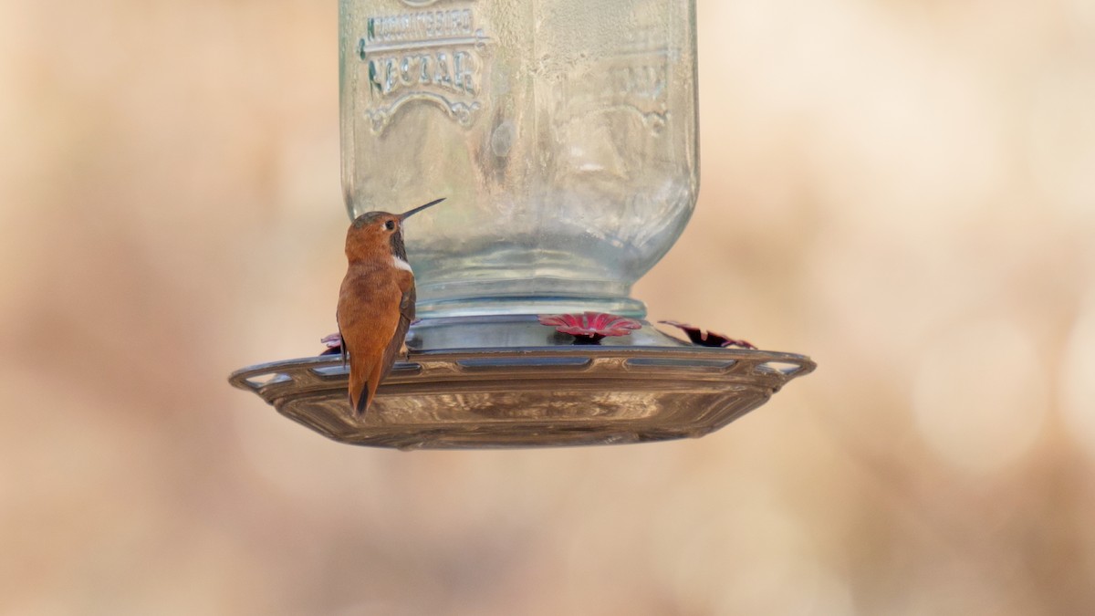 Rufous Hummingbird - ML635088124