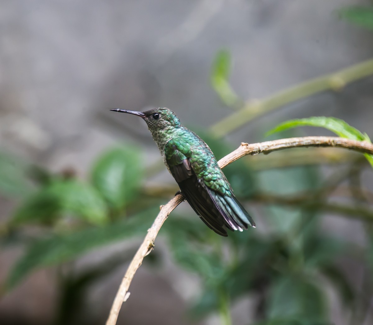 Colibri de Cuvier - ML635088136