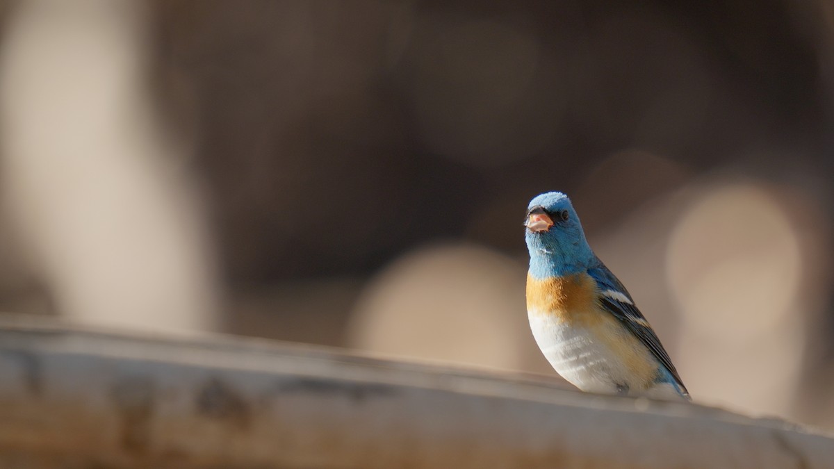 Lazuli Bunting - ML635088140