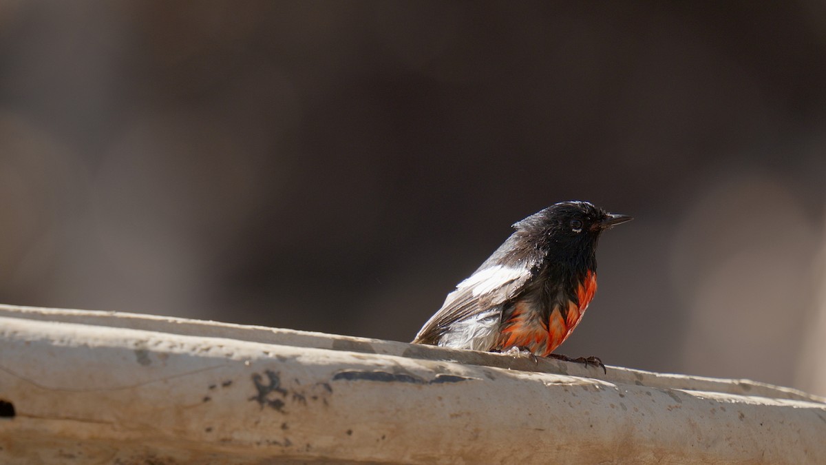 Painted Redstart - ML635088181