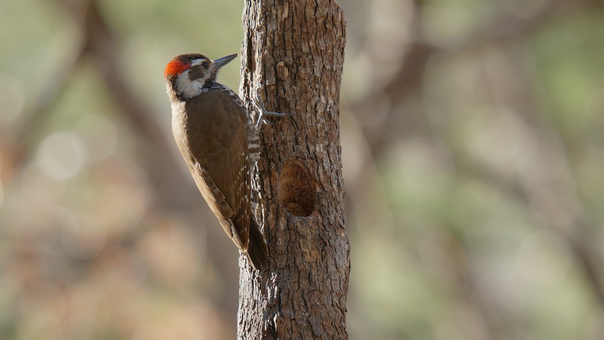 Arizona Woodpecker - ML635088184