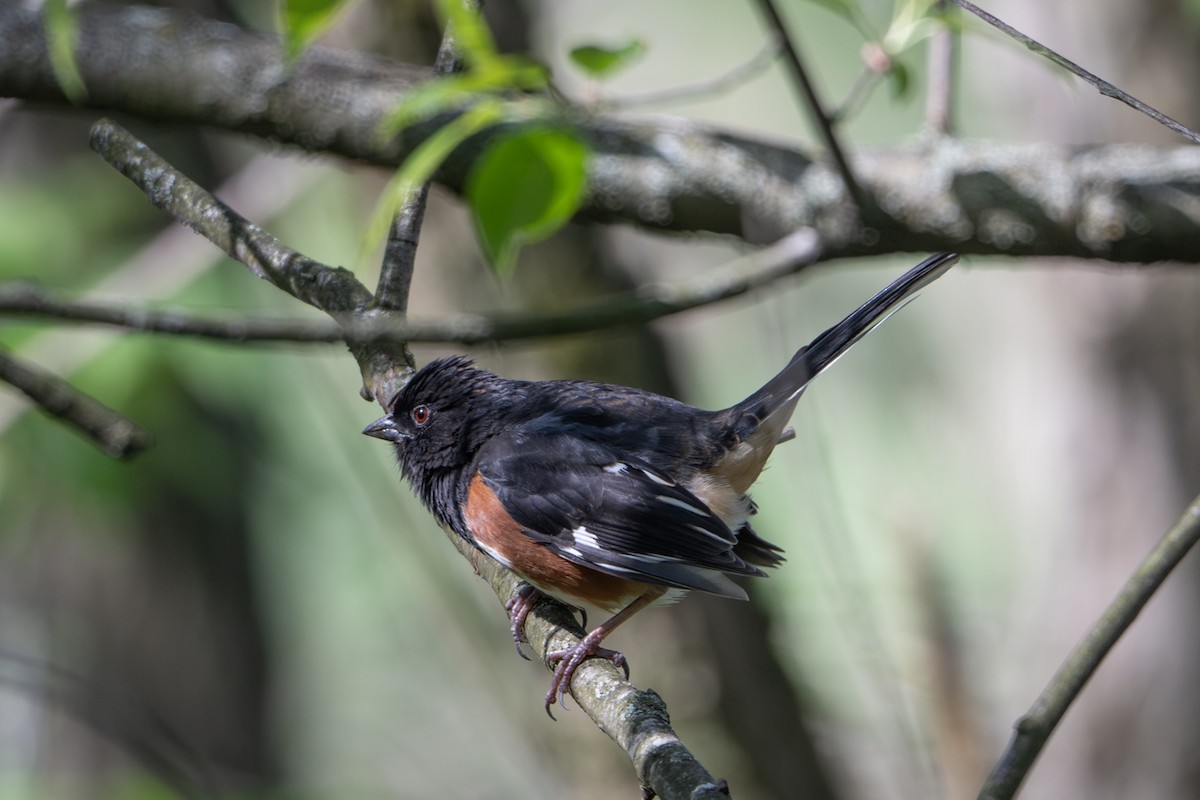 Eastern Towhee - ML635088214