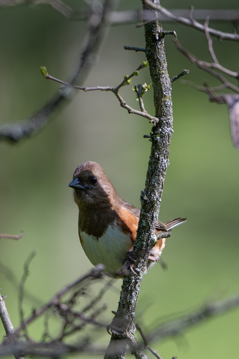 Eastern Towhee - ML635088215