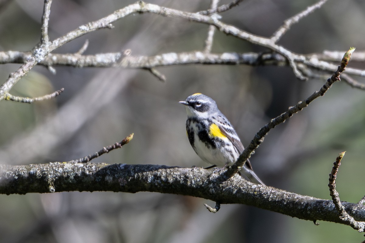 Yellow-rumped Warbler - ML635088221