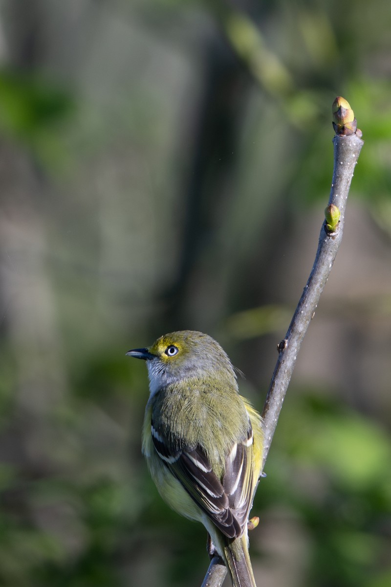 White-eyed Vireo - ML635088235