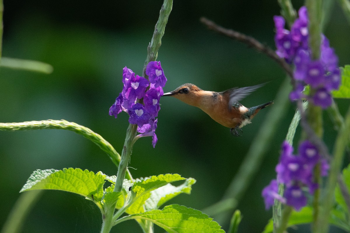Sparkling-tailed Hummingbird - ML635088288