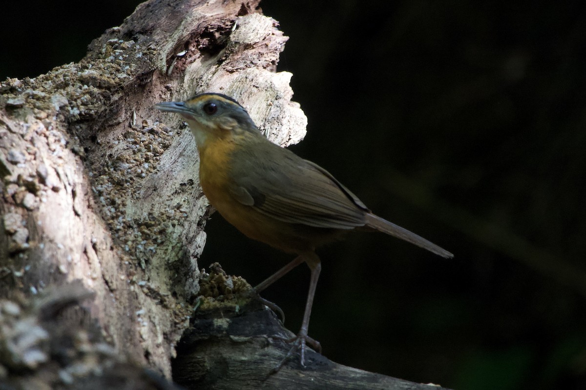 Javan Black-capped Babbler - ML635088296