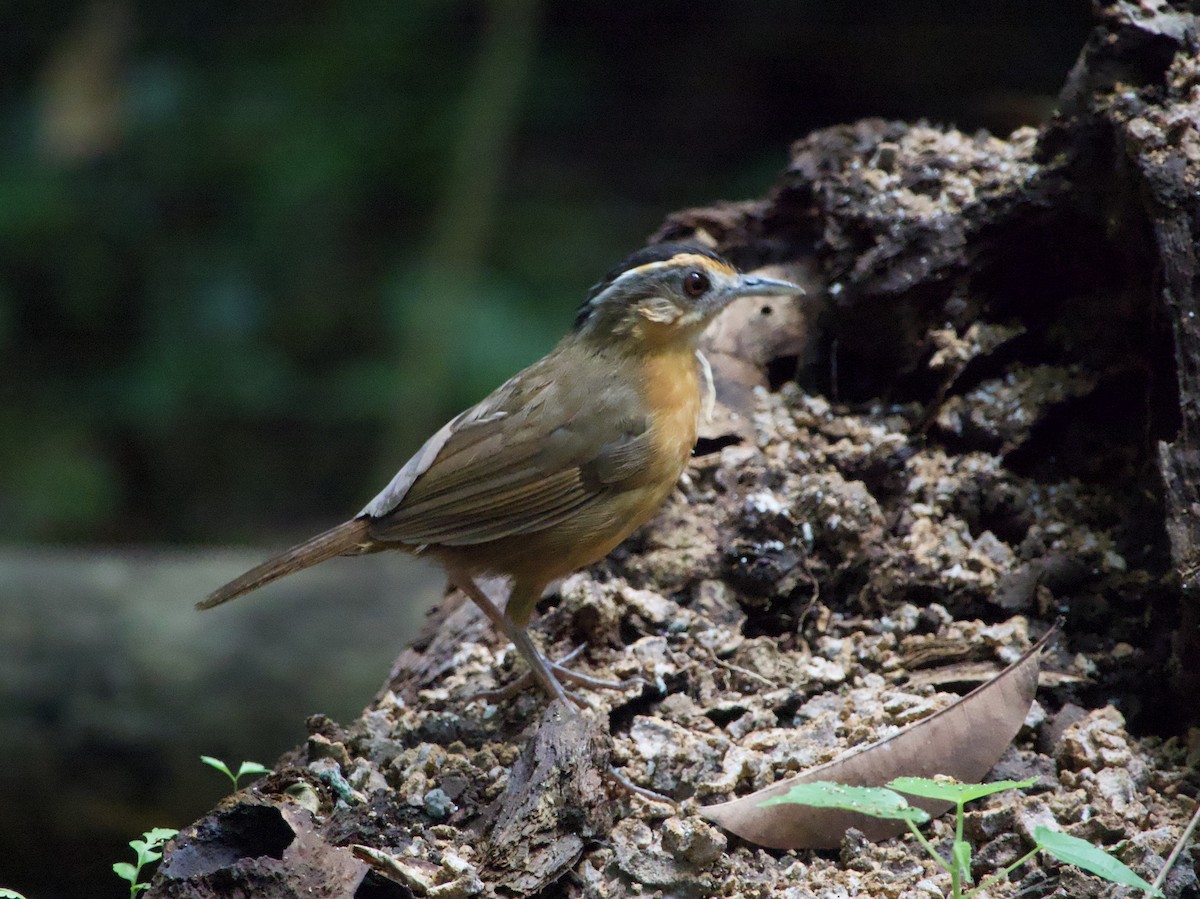 Javan Black-capped Babbler - ML635088297