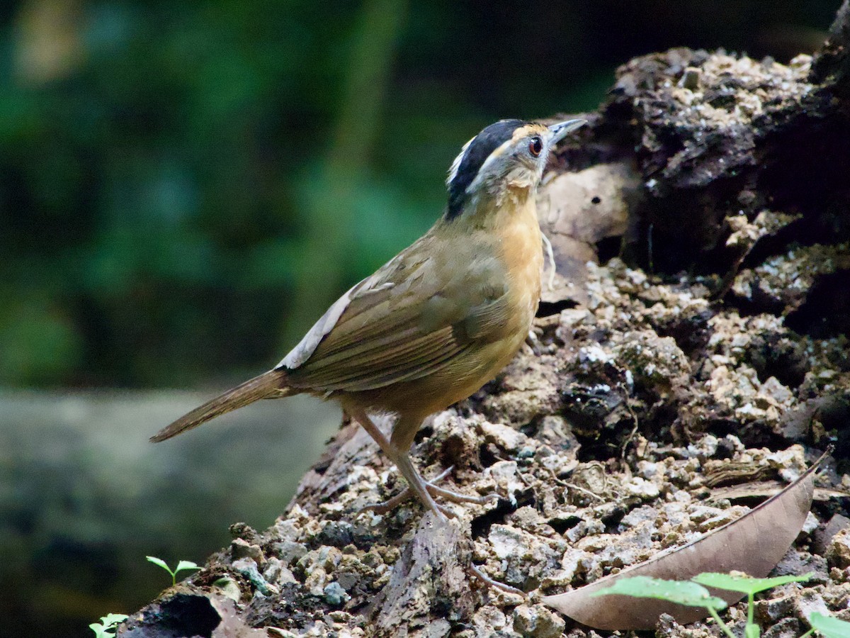 Javan Black-capped Babbler - ML635088298