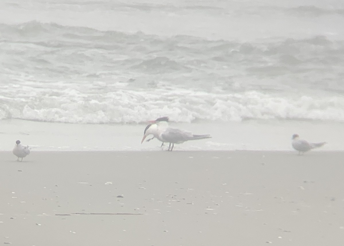 Royal Tern - ML635088375