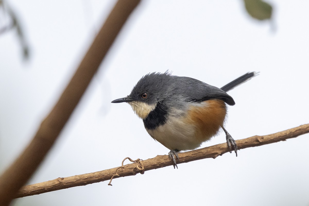 Black-collared Apalis - ML635088450