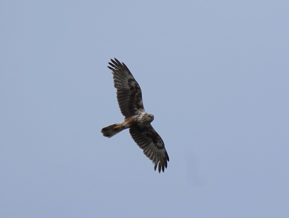 Eastern Marsh Harrier - ML635088495