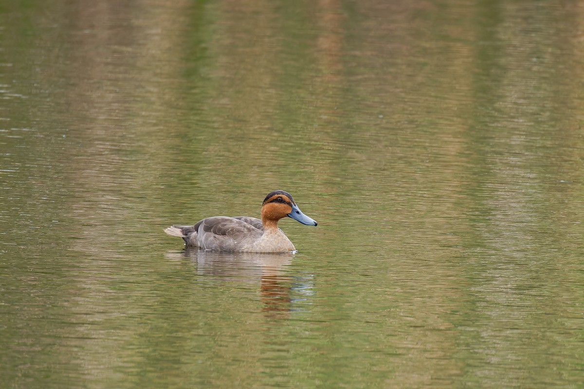 Philippine Duck - ML635088593