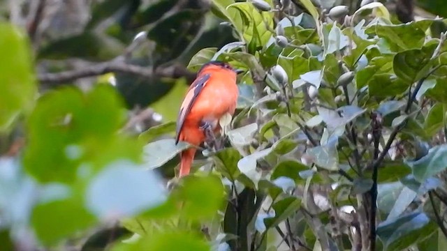 Sunda Minivet - ML635088646
