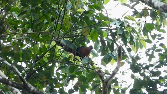 kukačka indonéská - ML635088661