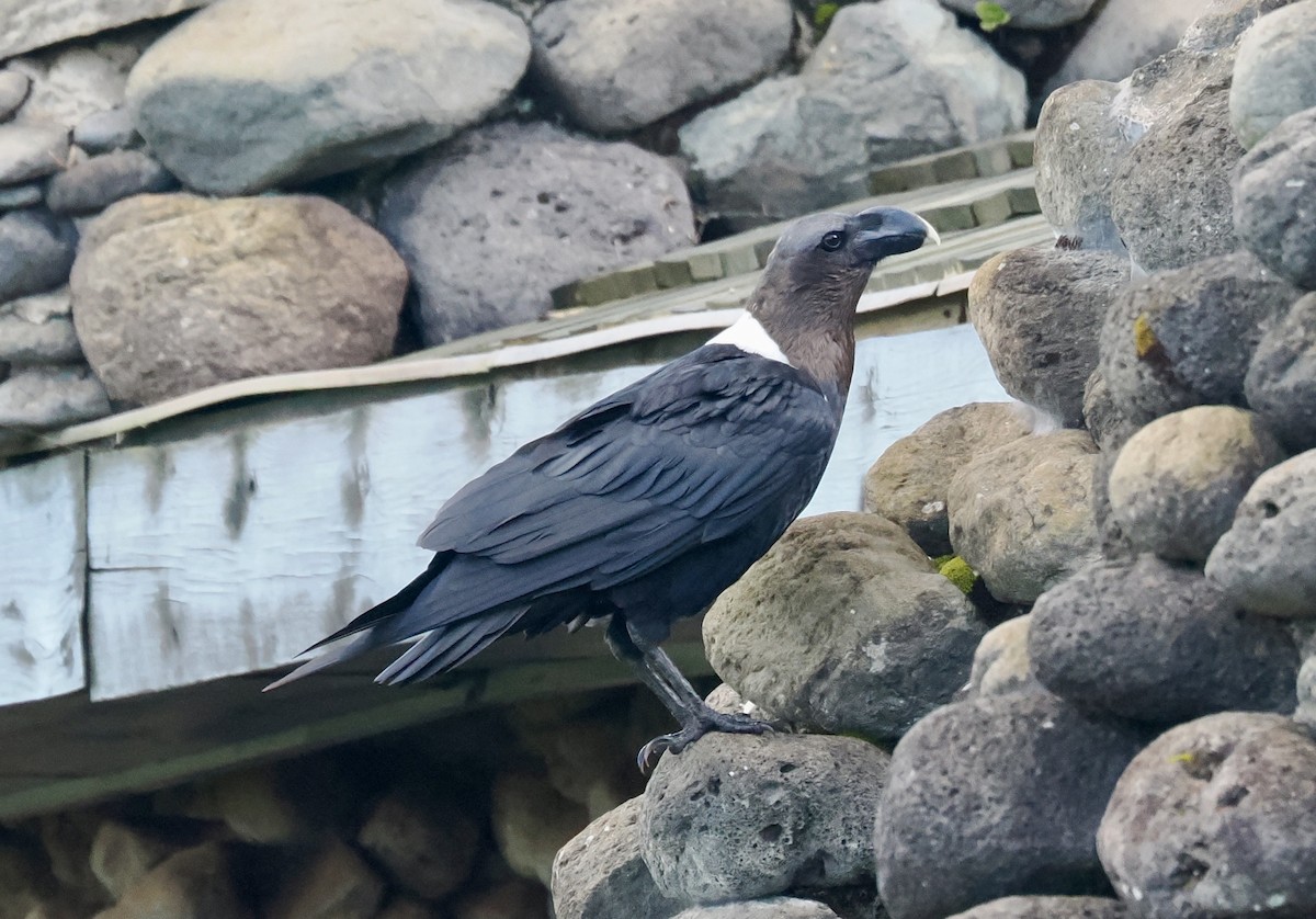 White-necked Raven - ML635088689