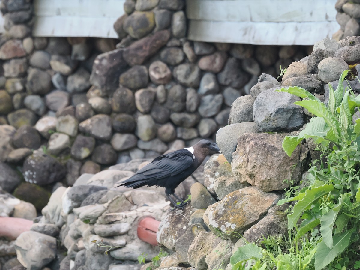 White-necked Raven - ML635088703