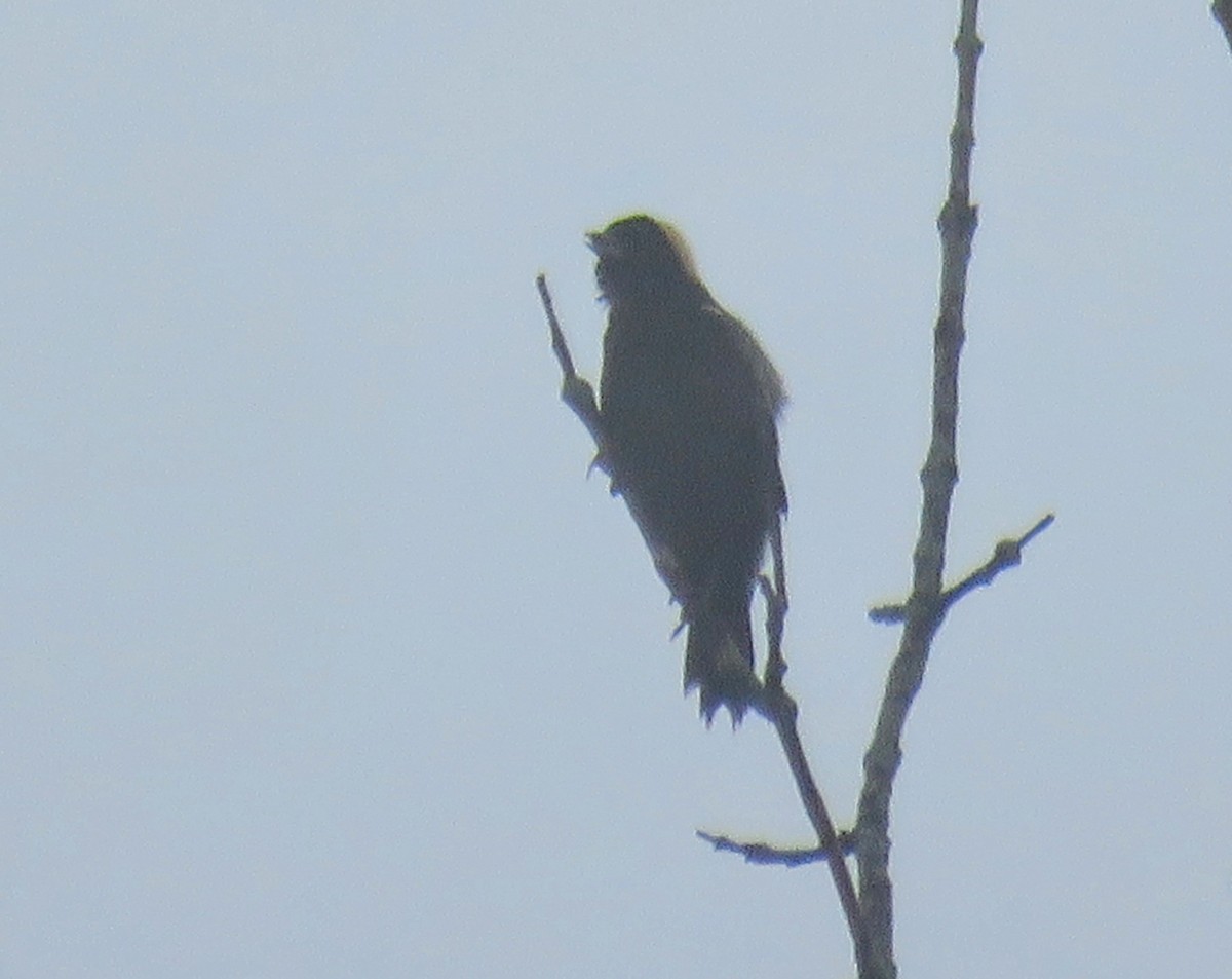 Bobolink - ML635088855