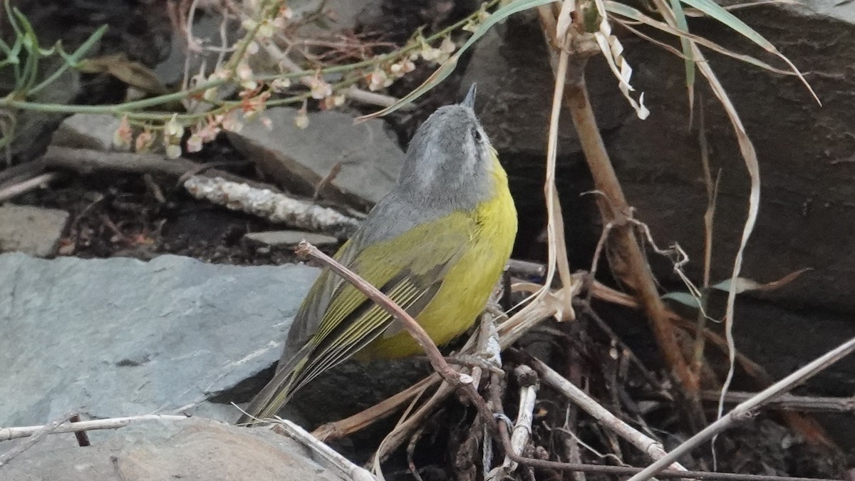 Gray-hooded Warbler - ML635088873