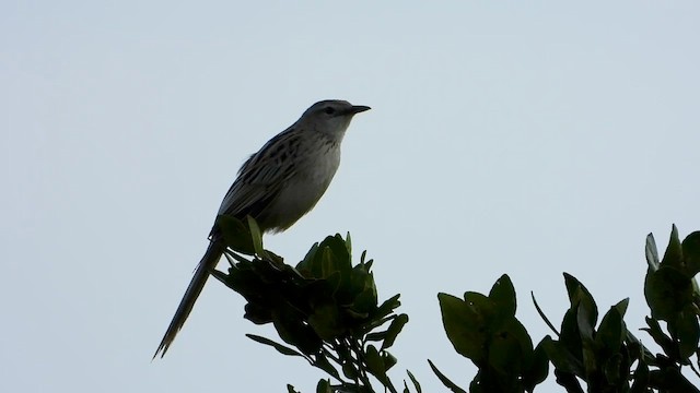 Striated Grassbird - ML635088887