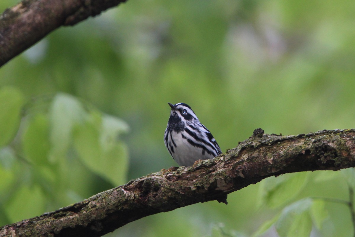 Black-and-white Warbler - ML635089033