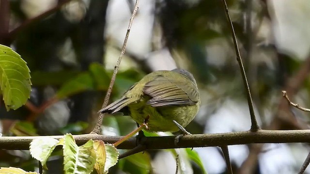 Javabrillenvogel - ML635089089