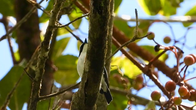 Little Pied Flycatcher - ML635089107