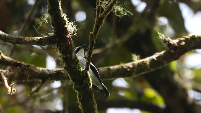 Little Pied Flycatcher - ML635089110