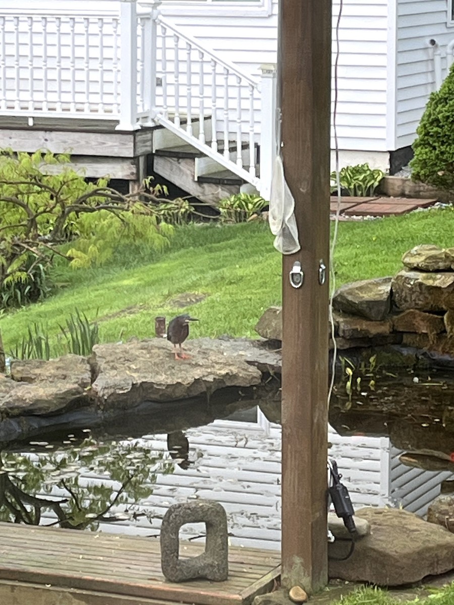 Green Heron - ML635089111