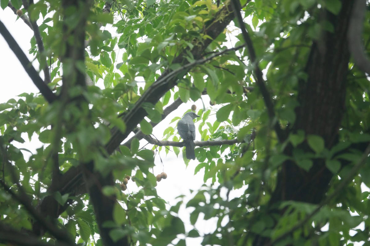 Black-winged Cuckooshrike - ML635089129