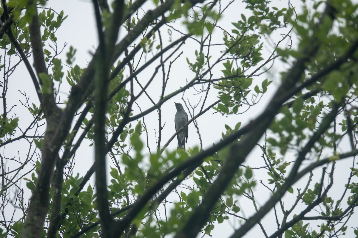 Black-winged Cuckooshrike - ML635089130