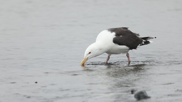 Great Black-backed Gull - ML635089133