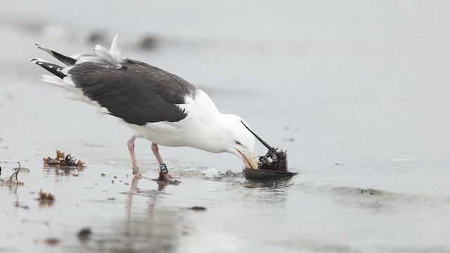 Great Black-backed Gull - ML635089168
