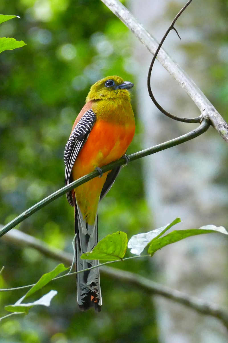 Orangebauchtrogon - ML635089179