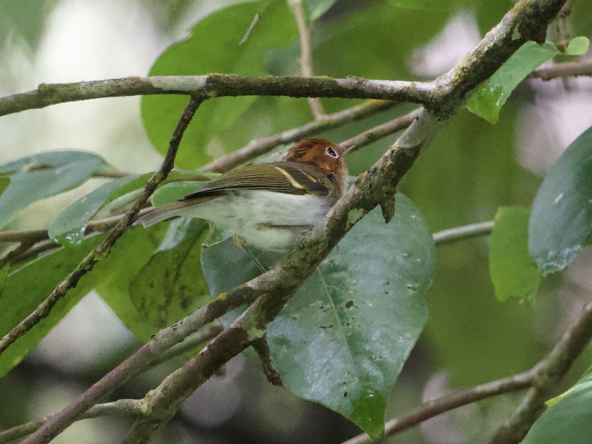 Sunda Warbler - ML635089280