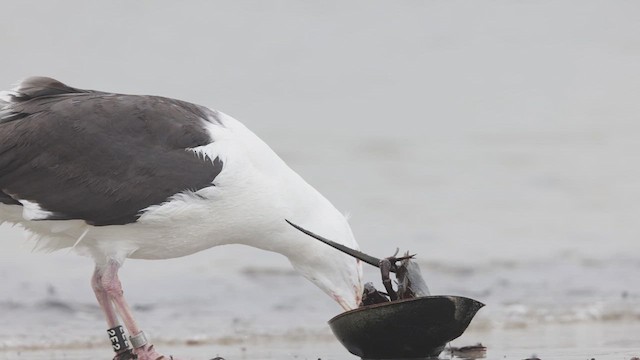 Great Black-backed Gull - ML635089281
