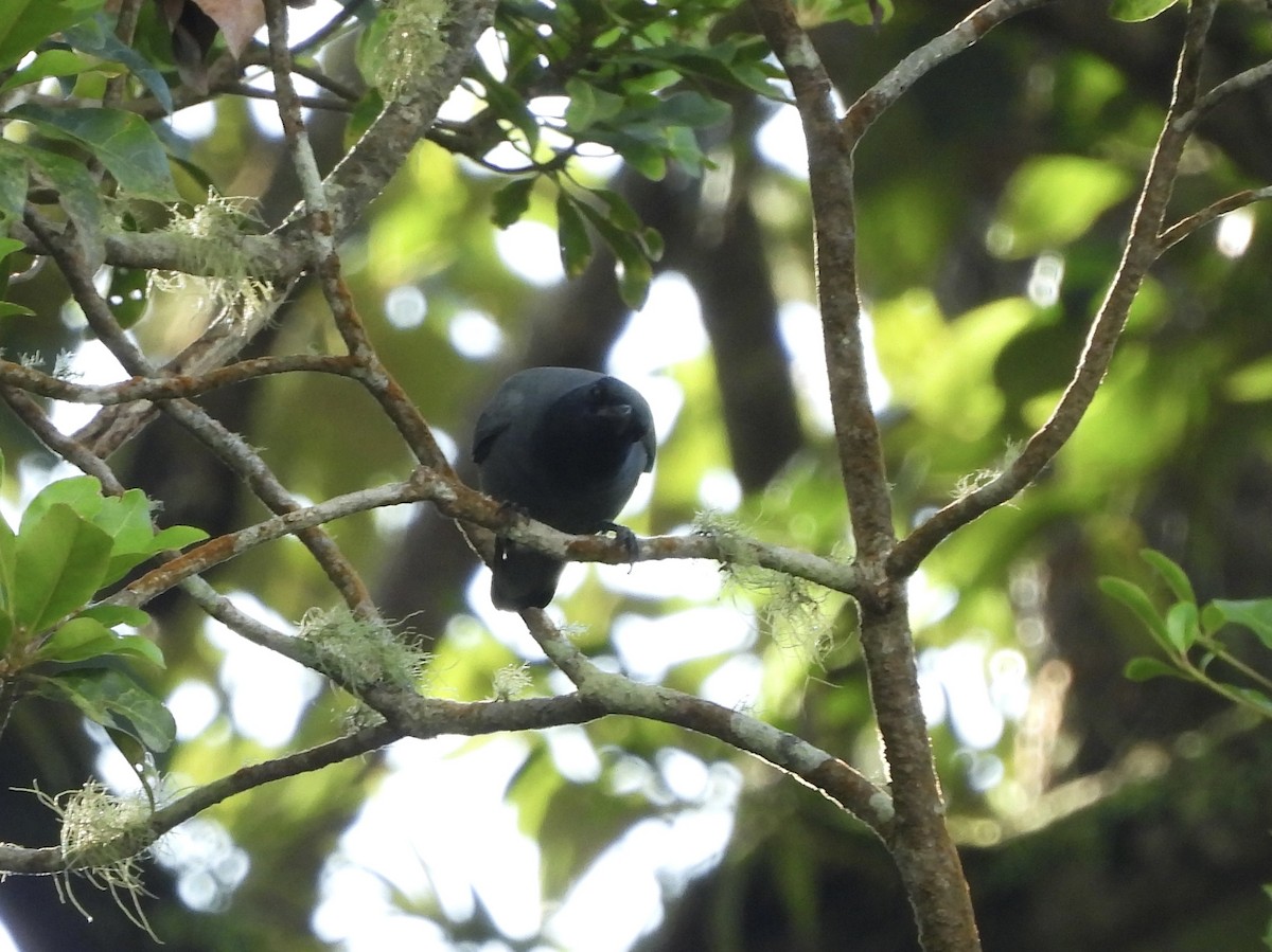 Sunda Cuckooshrike - ML635089419
