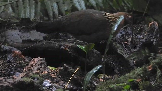 Red Junglefowl - ML635089452