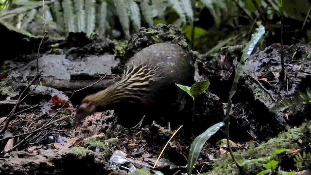 Red Junglefowl - ML635089471