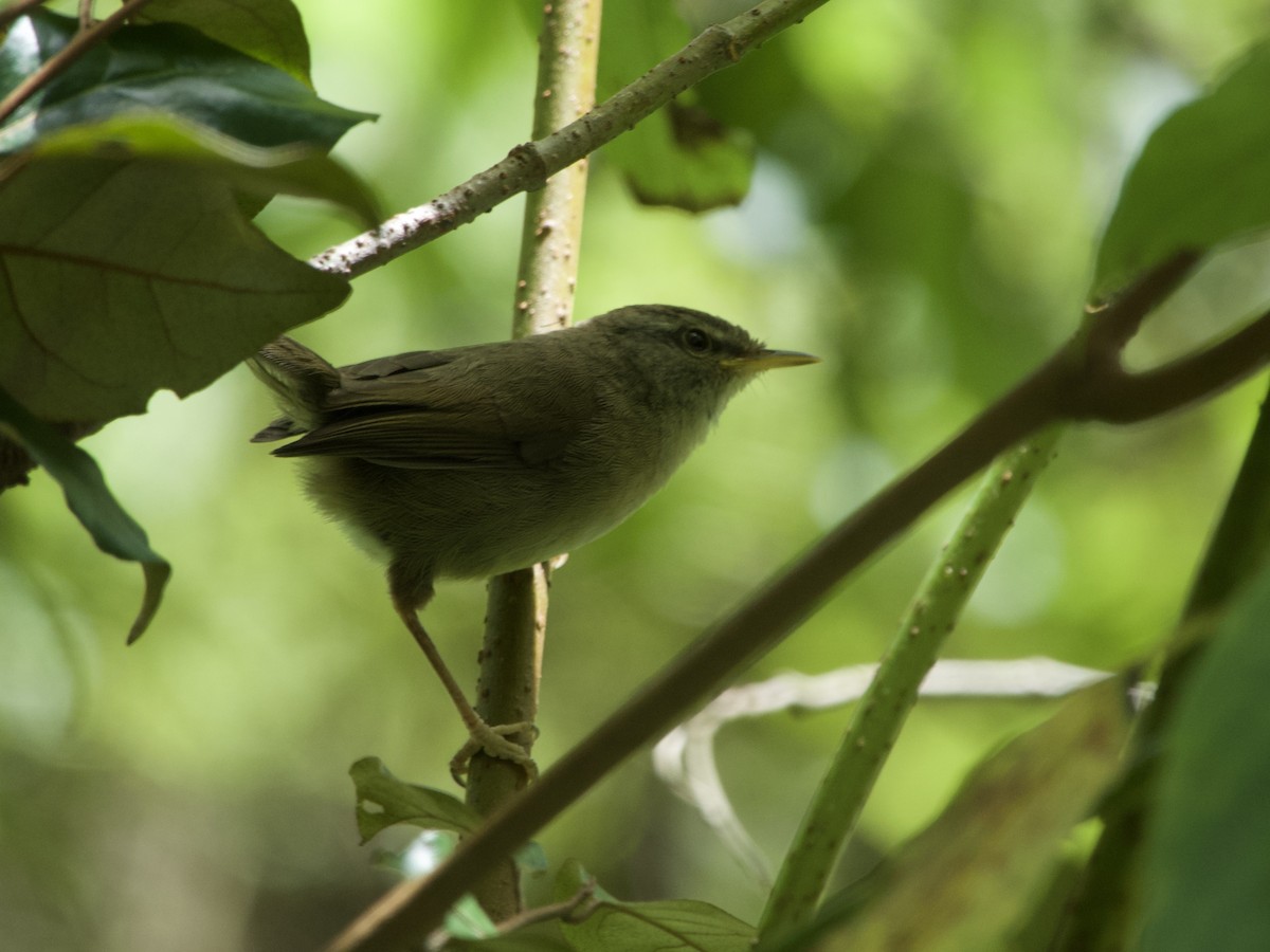 Aberrant Bush Warbler (Sunda) - ML635089493