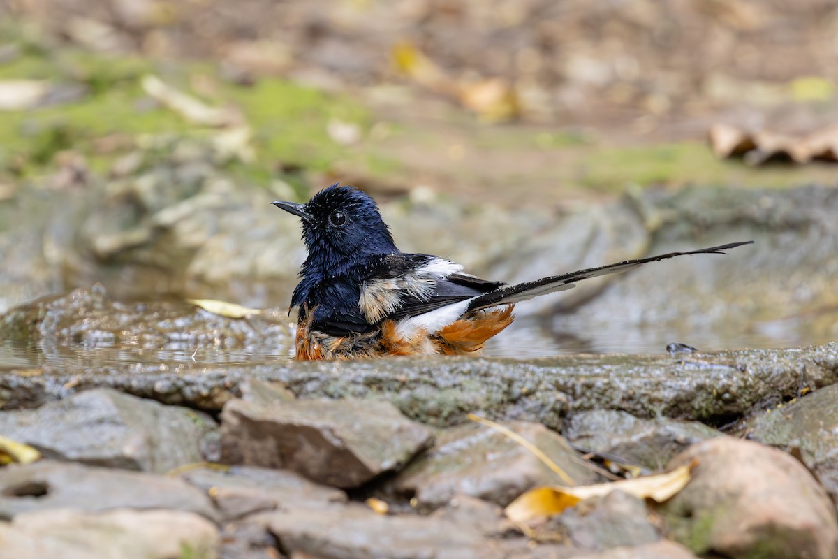 White-rumped Shama - ML635089519