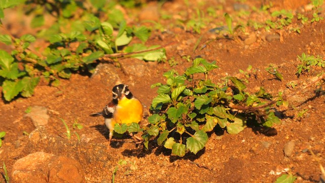Golden-breasted Bunting - ML635089530