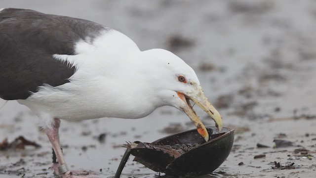 Great Black-backed Gull - ML635089539